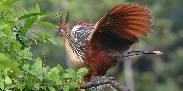 Hoatzin auf Baum