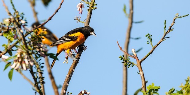 Pitohui auf Ast