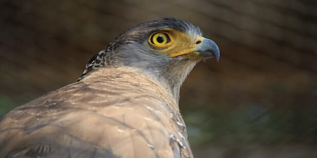 Schlangenadler Kopf