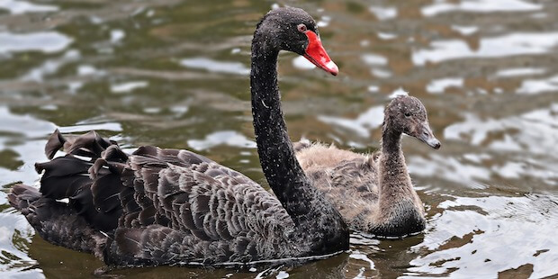 Der Trauerschwan – Ein echter Aussie