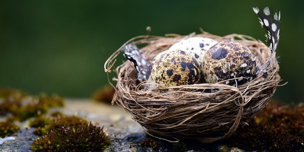 Vogeleier im Nest