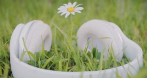 Vögel auf die Ohren – Podcast aus der Vogelwelt