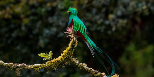 Quetzal auf Ast