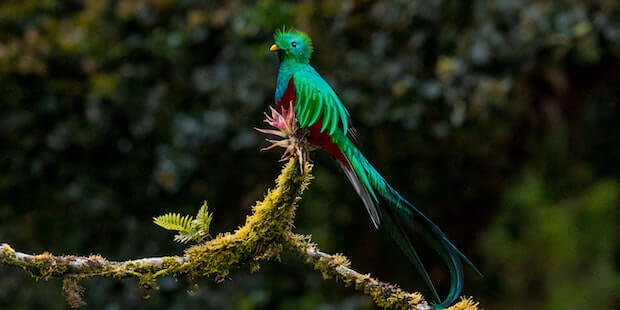 Der Quetzal – Gottgleicher Nationalvogel
