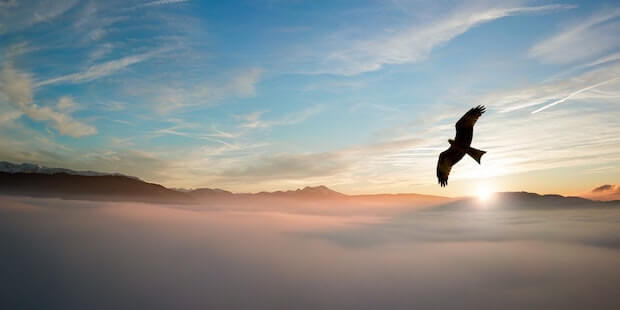 fliegender Vogel Himmel