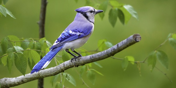 Blauhäher auf Ast