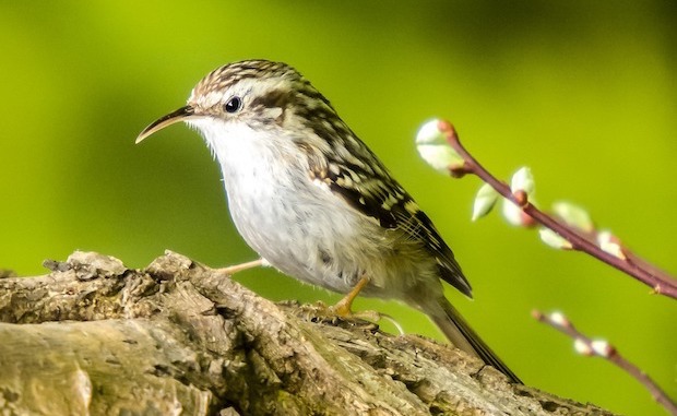 Die Sinne der Vögel