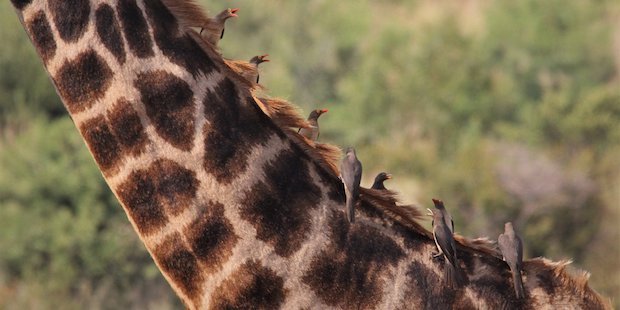 Madenhacker auf Giraffe