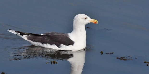 Mantelmöwe auf Wasser