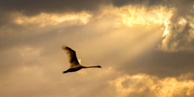 Schwan fliegt Wolken