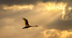 Vogelpatenschaft – Beitrag für den Vogelschutz