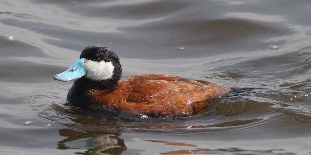 Schwarzkopfruderente im Wasser