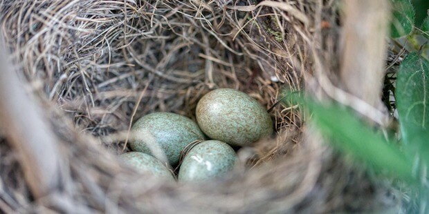 Eier in Vogelnest