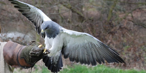 Der Aguja – Majestätischer Bussard