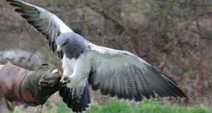 Der Aguja – Majestätischer Bussard