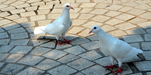 Zwei Albino-Tauben