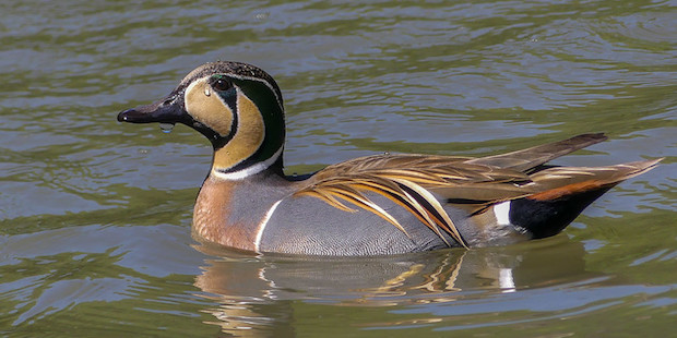 Baikalente auf Wasser