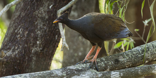 Bismarckhuhn auf Ast