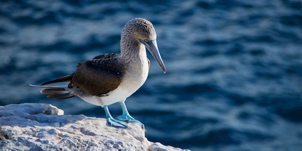 Die Vogelwelt der Galápagosinseln
