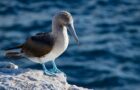 Die Vogelwelt der Galápagosinseln