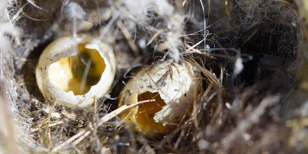 Nest mit leeren Eiern