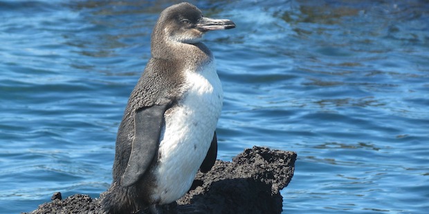Galapagos-Pinguin auf Felsen