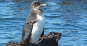 Der Galápagos-Pinguin – Mit Frack in den Tropen