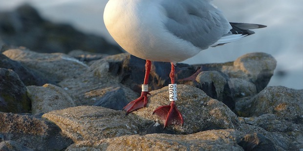 Möwe mit Ring am Bein