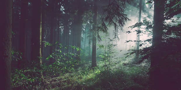 Regenwald mit Nebel
