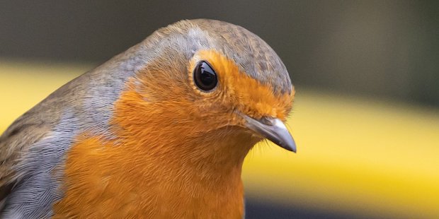 Rotkehlchen Auge schwarz