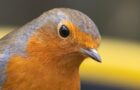 Vögel navigieren mit Quantensensoren