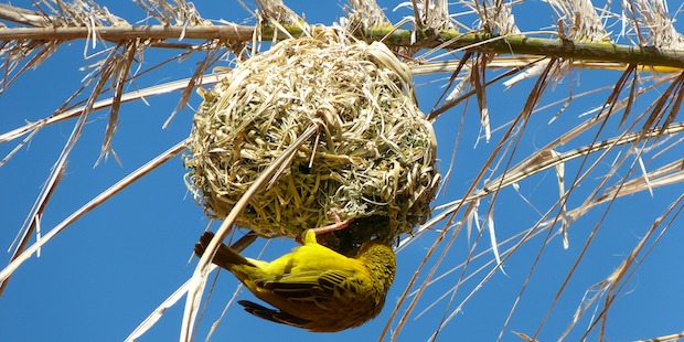 Webervogel Nest