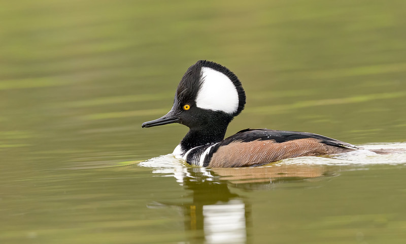 Der Kappensäger – Stylischer Entenvogel