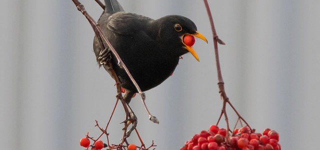 Amsel mit Beere