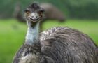 Der Emu – Läufer statt Flieger
