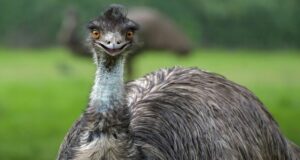 Der Emu – Läufer statt Flieger