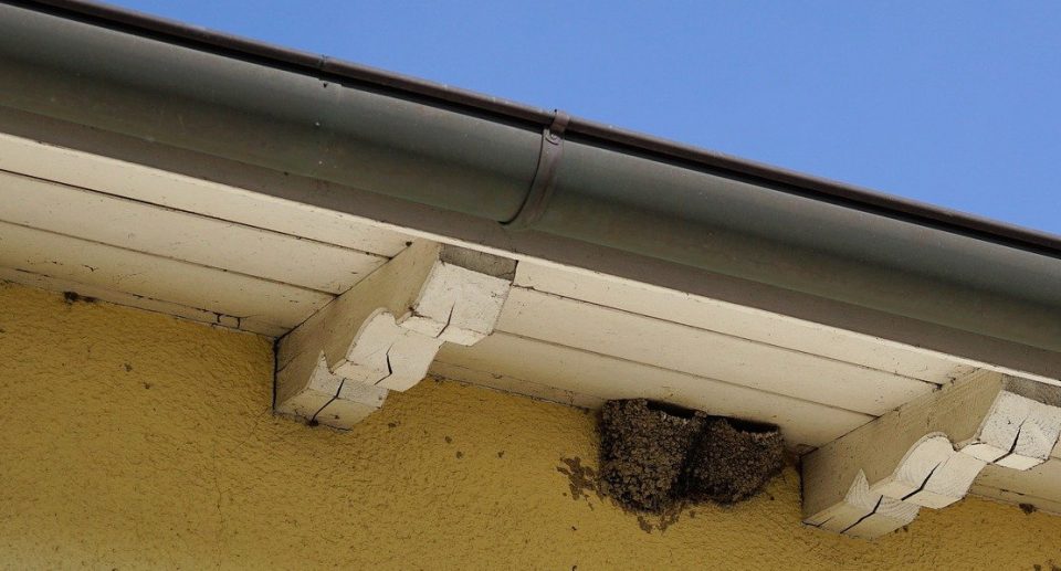 Ein Nest unter dem Dach