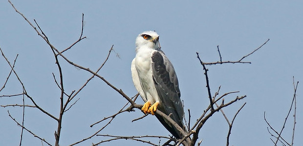 Ein großer Vogel sitzt auf einem Ast