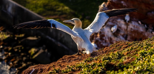 Die Vogelwelt auf Helgoland