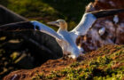 Die Vogelwelt auf Helgoland