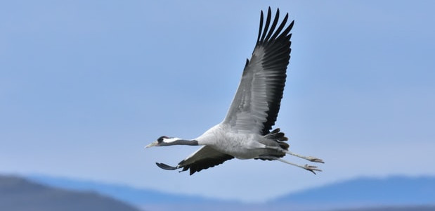 Ein Vogel der fliegt