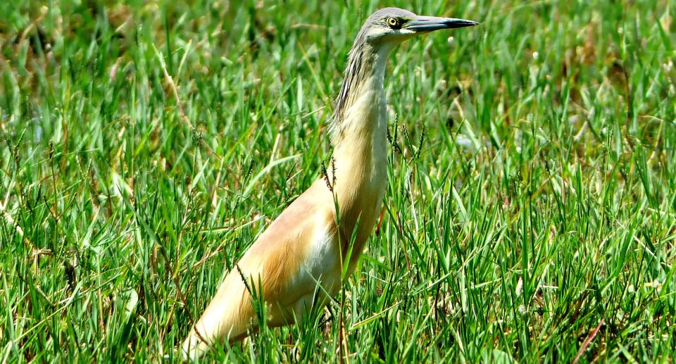 Ein Reiher steht auf einer grünen Wiese