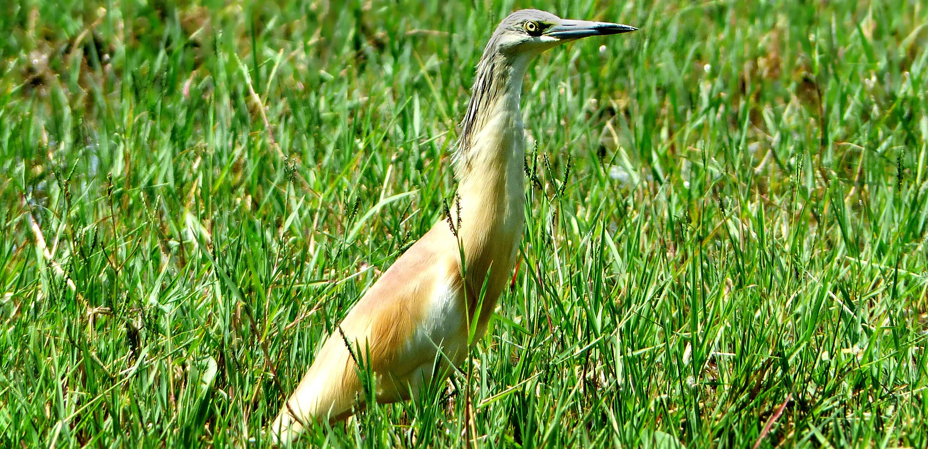 Der Rallenreiher – Schillernder Zugvogel