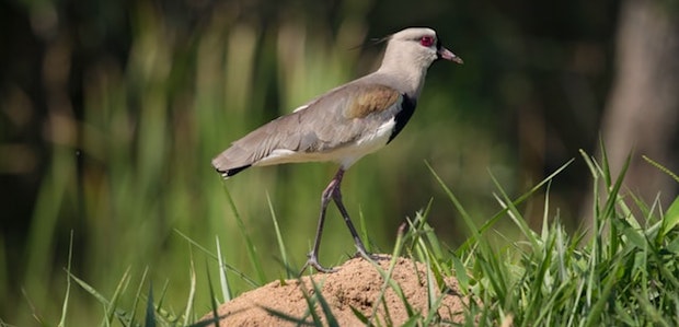 Ein Vogel auf einem Erdhügel mit Gras