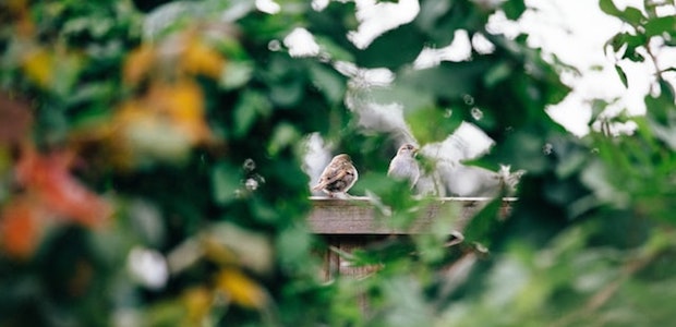 Vogelfreundliche Sträucher und Hecken