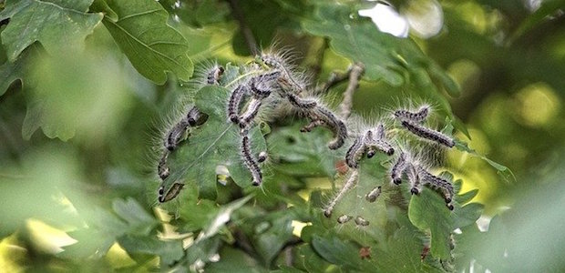 Mehrere Raupen auf einem Baum