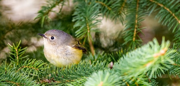Ein kleiner Vogel sitz auf einem Nadelbaum Ast.