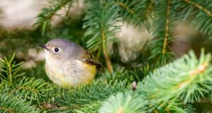 Welcher Vogel lebt in der Tanne?
