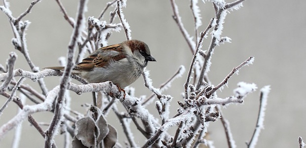 Ein kleiner Vogel sitzt auf einem Ast voller Schnee und Eis