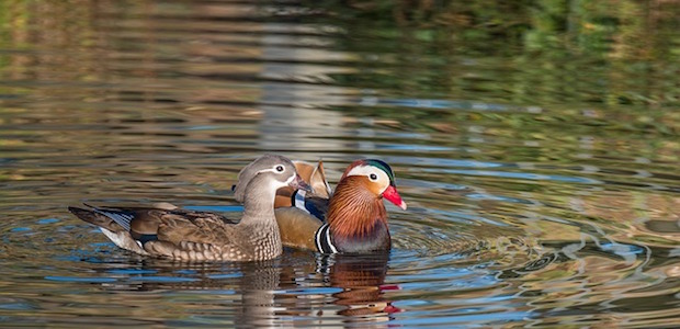 Auf einem See schwimmt ein Enten Paar